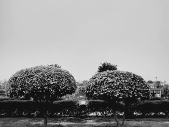 Trees against clear sky