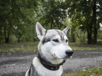 Close-up of dog in forest