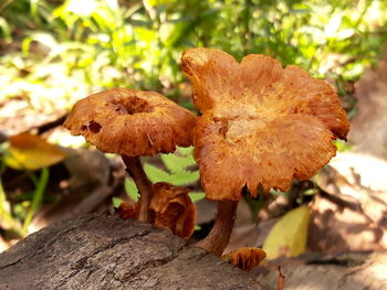 Close-up of mushroom growing on plant