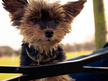 Close-up portrait of dog