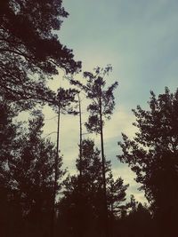 Low angle view of trees against sky