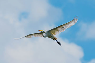 Low angle view of seagull flying