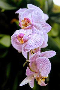 Close-up of flowers blooming outdoors