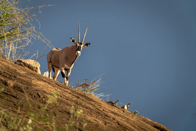 Gemsbok standing on rocky ridge watching camera