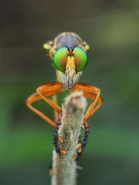 Frontal robberfly on branch