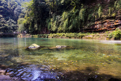 Scenic view of lake with trees in background