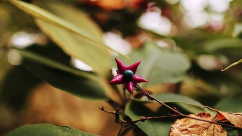 Close-up of red flowering plant