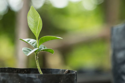 Close-up of small plant