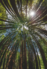 Low angle view of palm trees in forest