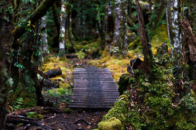 View of boardwalk in forest