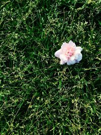 High angle view of pink flower blooming in grass