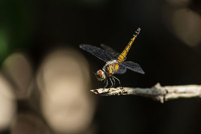 Close-up of dragonfly