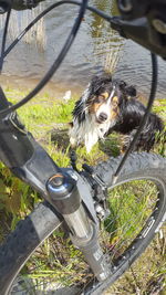 High angle view of dog by bicycle