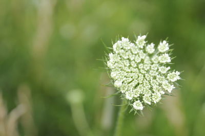 Close-up of white flowering plant