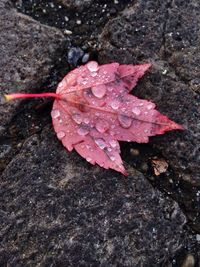 Close-up of maple leaves