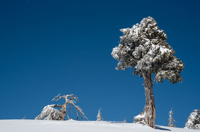 Low angle view of tree against clear blue sky