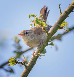 Low angle view of bird perching on plant against sky