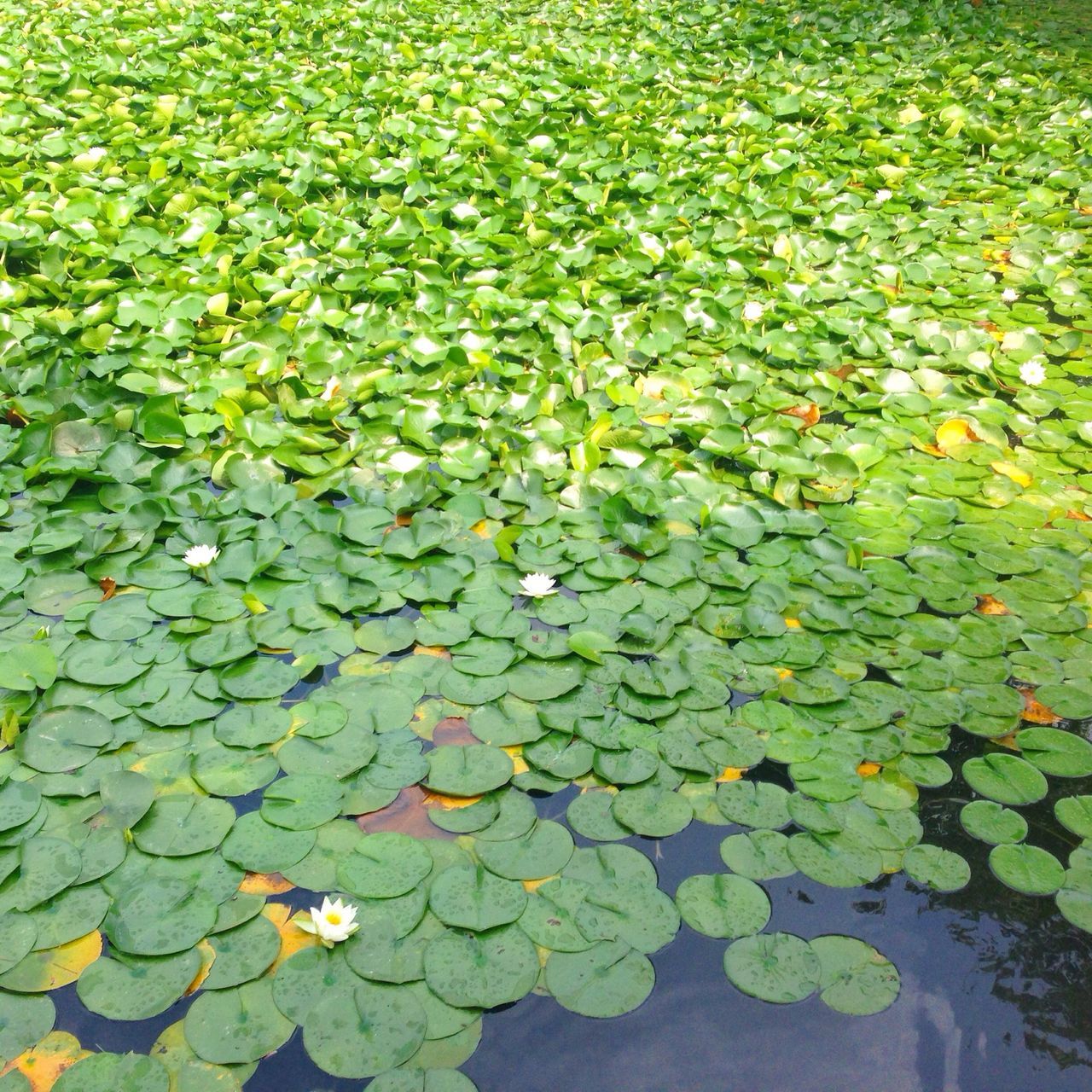 leaf, high angle view, green color, full frame, leaves, backgrounds, nature, growth, beauty in nature, abundance, autumn, water, plant, field, tranquility, day, floating on water, pond, outdoors, change