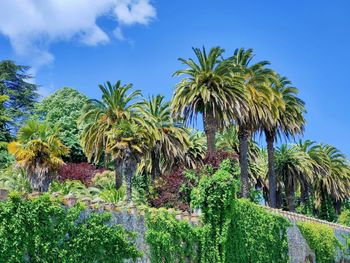 Palm trees against clear blue sky