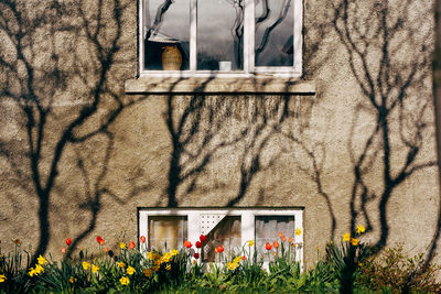 Flowers on window of building
