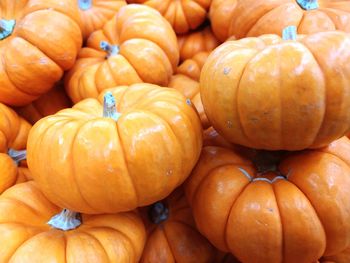 Full frame shot of pumpkins