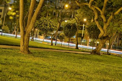 Street light in park at night