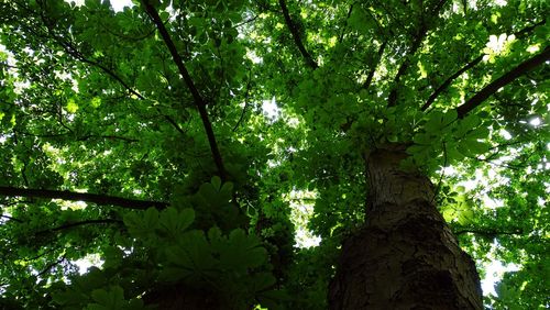 Low angle view of trees