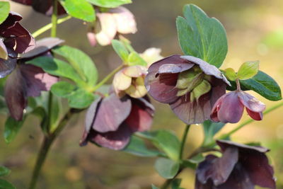 Close-up of pink flowering plant leaves