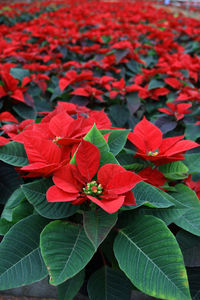 Close-up of red flowers