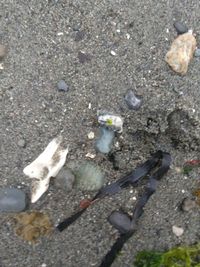 High angle view of crab on beach