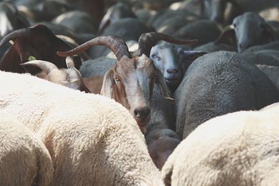 Goats and sheep standing