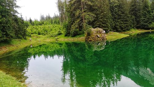 Scenic view of lake in forest