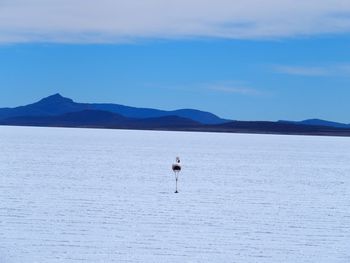 Bird in desert