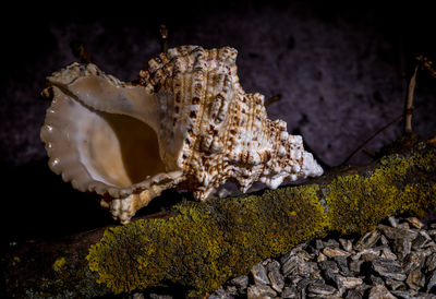 macro photography