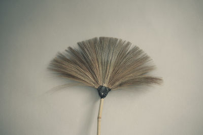 Close-up of feather against white wall