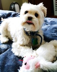 Close-up portrait of dog