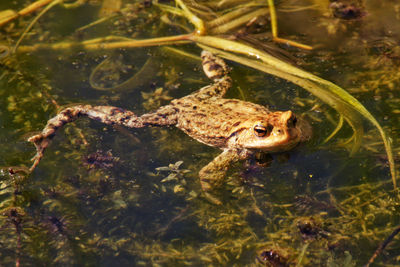 Frog in a lake