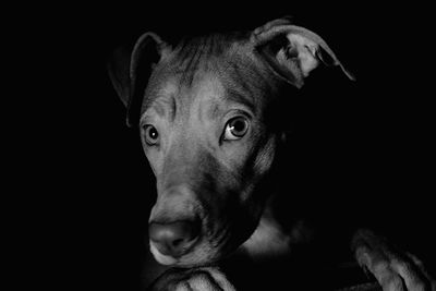 Close-up portrait of dog against black background