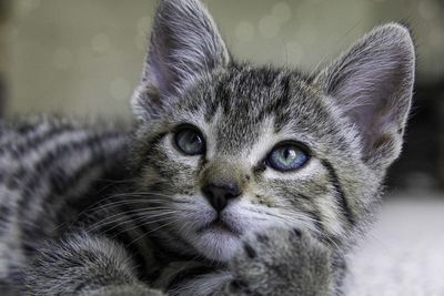 Close-up of kitten