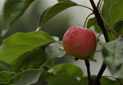 Close-up of apple growing on plant
