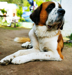 Close-up of a dog looking away