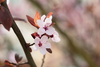 Close-up of pink cherry blossoms