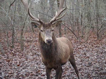 Deer standing in forest