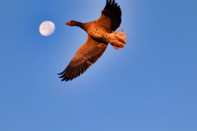 Low angle view of eagle flying against blue sky