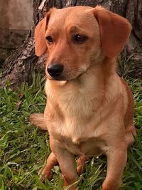 Dog looking away on field