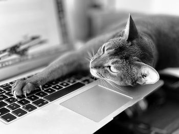 Close-up of cat lying on keyboard