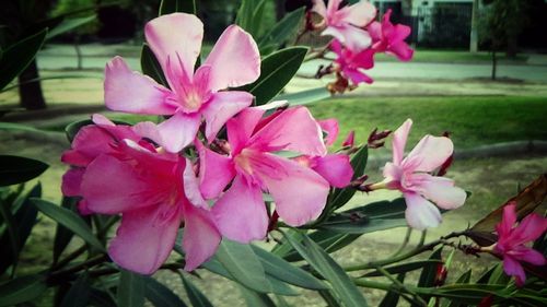 Close-up of pink flowers blooming outdoors