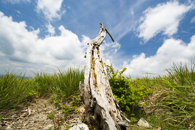 Low angle view of tree on field against sky