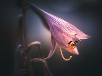 Close-up of insect on flower