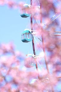 Low angle view of butterfly on pink flowers